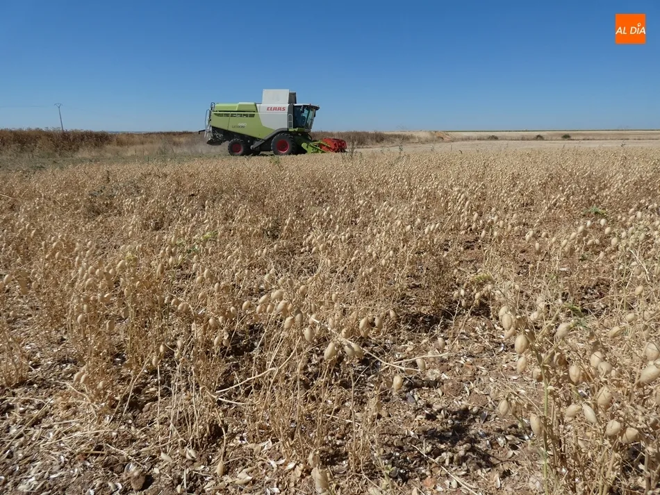 Garbanzo pedrosillano. /Jorge Holguera