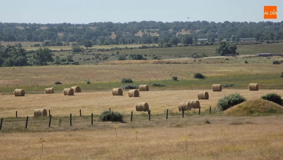 La excelente cosecha de este año se aprecia incluso fuera de las zonas cerealistas / CORRAL