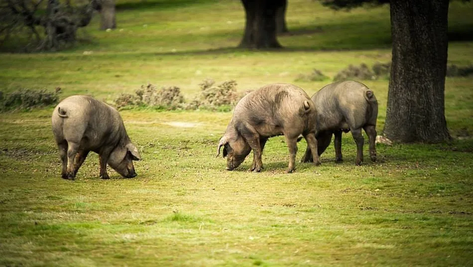 Los ganaderos de cochinillo, cerdo ibérico y ganadería de lidia podrán acceder a ayudas por 8,5...