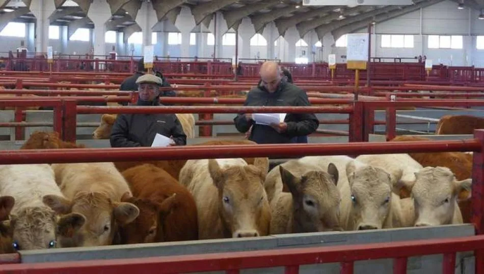 UPA reclama apoyo para el vacuno de carne como uno de los sectores más afectado por la crisis del...