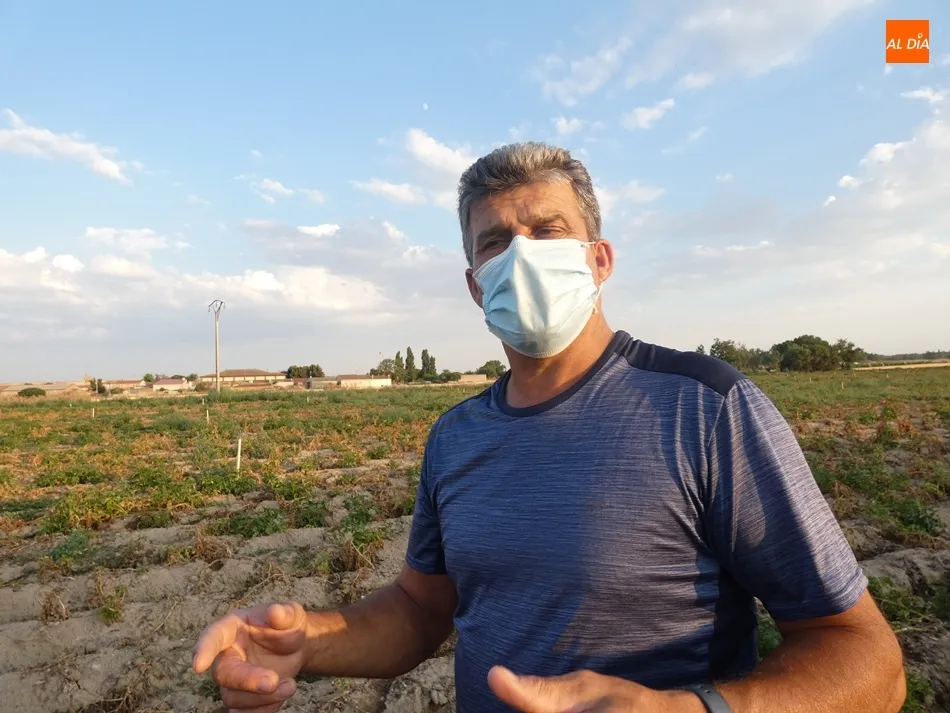 Foto 3 - Cantalpino ser&aacute; la primera localidad en la que se tomen medidas contra la plaga de topillos
