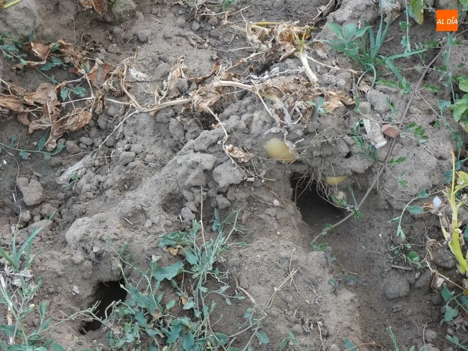 Foto 4 - Cantalpino ser&aacute; la primera localidad en la que se tomen medidas contra la plaga de topillos