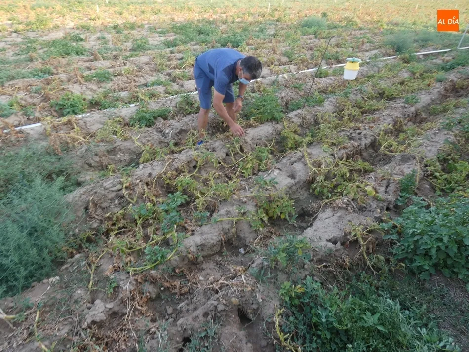Foto 2 - Cantalpino ser&aacute; la primera localidad en la que se tomen medidas contra la plaga de topillos