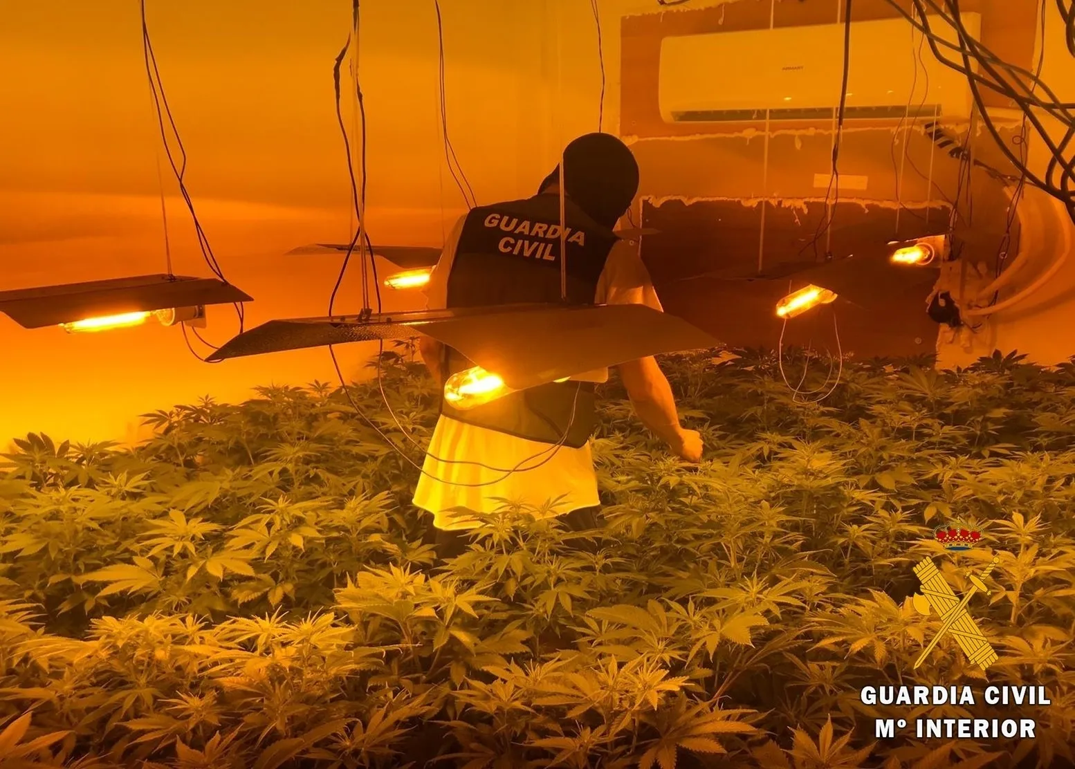 Desmantelado un cultivo de más de 3.000 plantas de marihuana en un bloque de viviendas de Roquetas