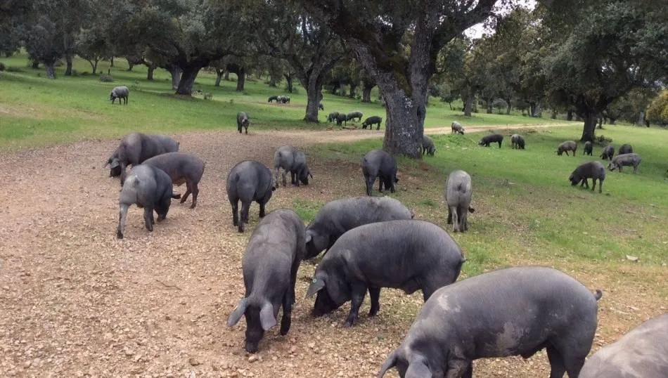Porcino ibérico