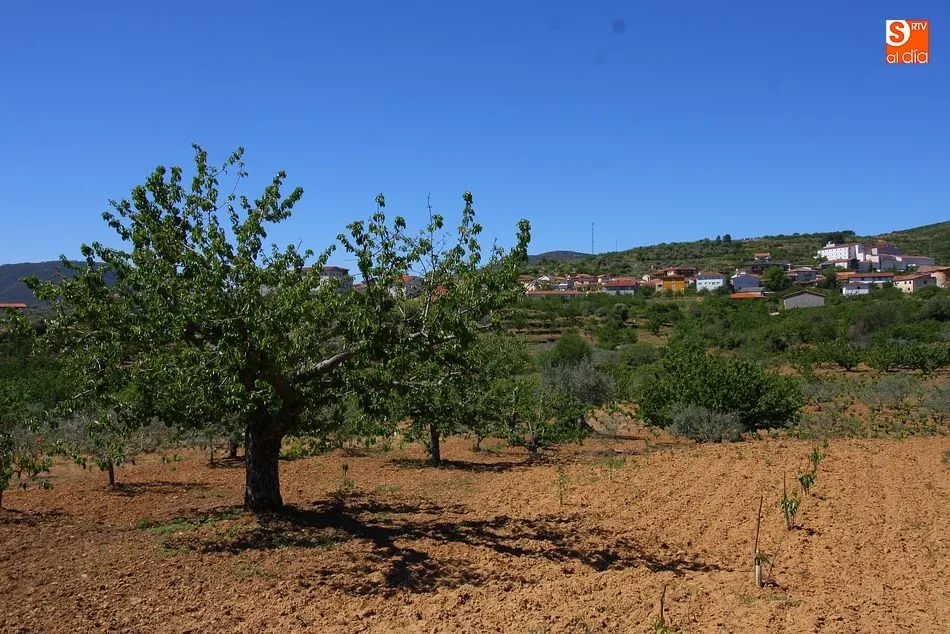 Imagen de Sotoserrano, que alcanzará hoy temperaturas de 36 grados - Kiko Robles