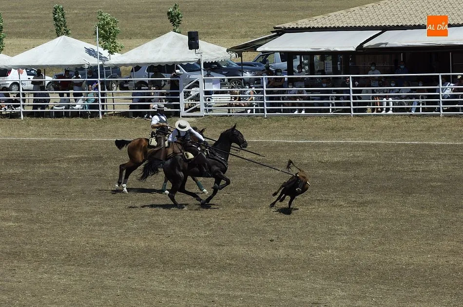 Una de las colleras en pleno corredero con el público siguiendo la competición a la sombra | Fotos: Adrián Martín