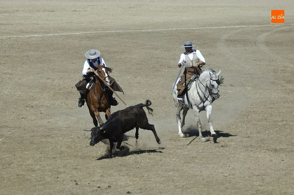 Foto 9 - Entretenida jornada de apertura del Concurso de Acoso y Derribo con 32 colleras en liza  