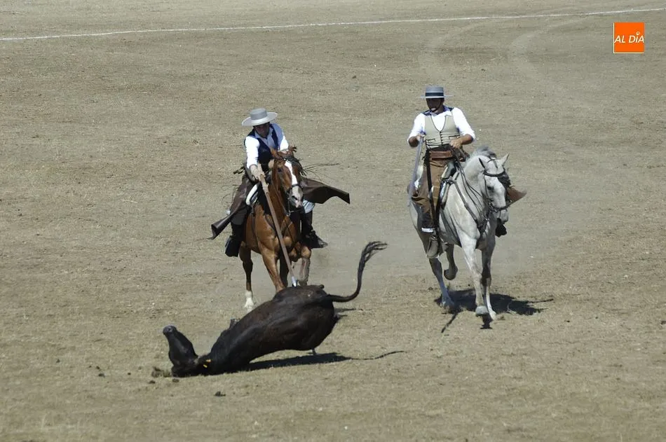 Foto 7 - Entretenida jornada de apertura del Concurso de Acoso y Derribo con 32 colleras en liza  