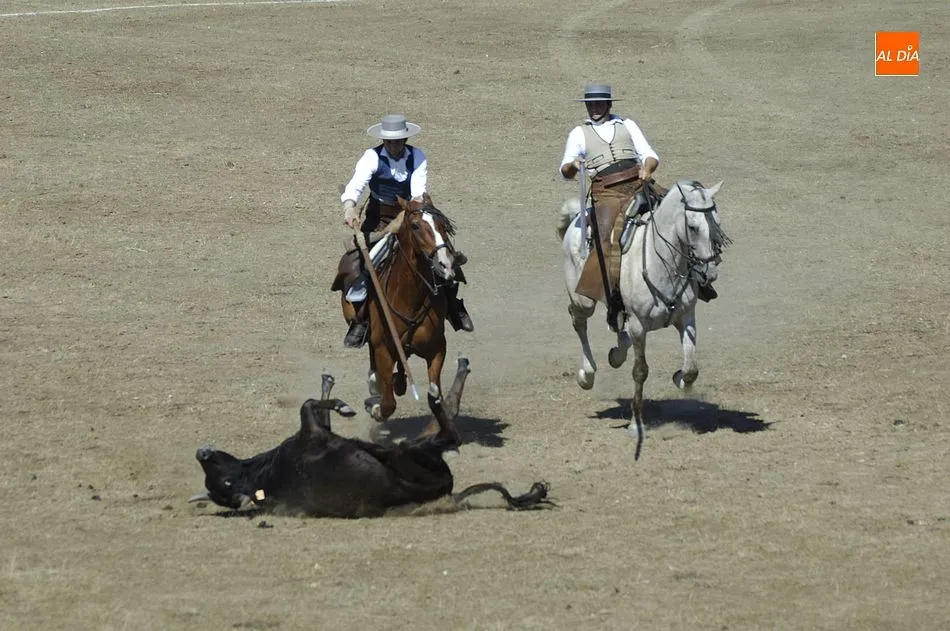 Foto 6 - Entretenida jornada de apertura del Concurso de Acoso y Derribo con 32 colleras en liza  