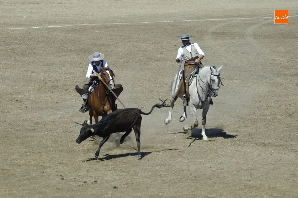 Foto 8 - Entretenida jornada de apertura del Concurso de Acoso y Derribo con 32 colleras en liza  