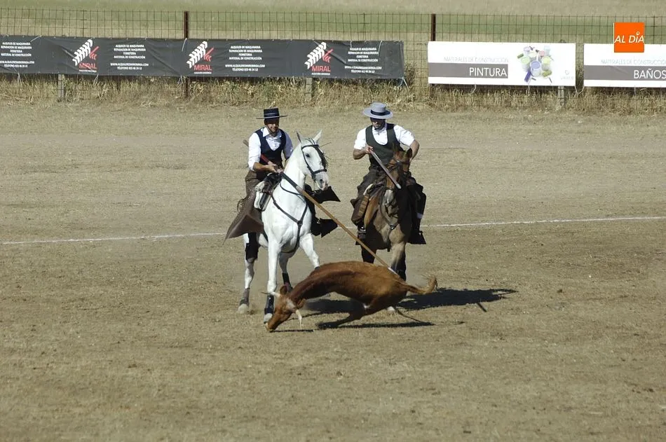 Foto 2 - Entretenida jornada de apertura del Concurso de Acoso y Derribo con 32 colleras en liza  