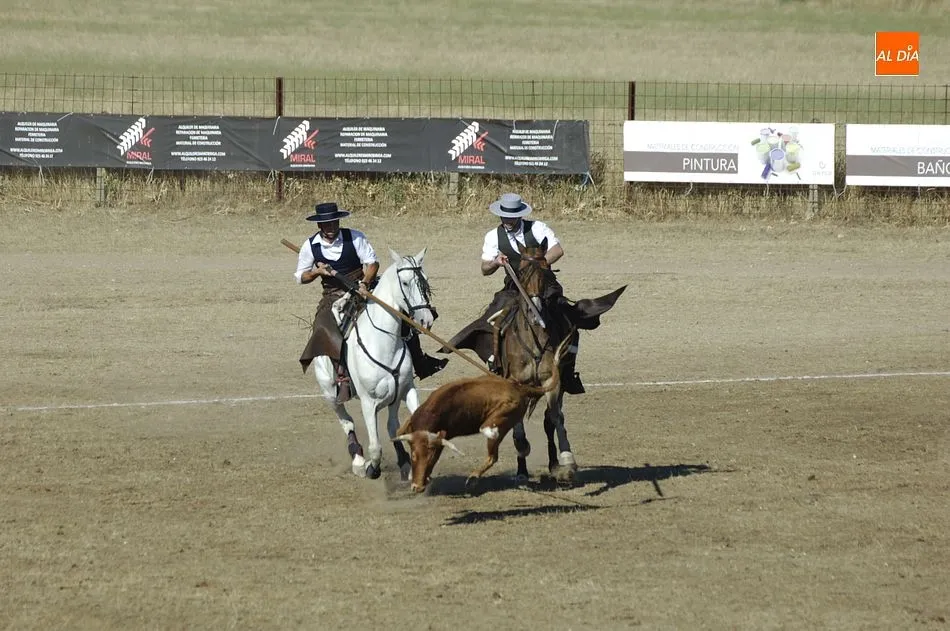 Foto 3 - Entretenida jornada de apertura del Concurso de Acoso y Derribo con 32 colleras en liza  