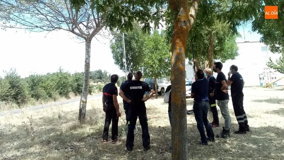 Foto 4 - Bomberos de la provincia se preparan para actuar contra la avispa asi&aacute;tica