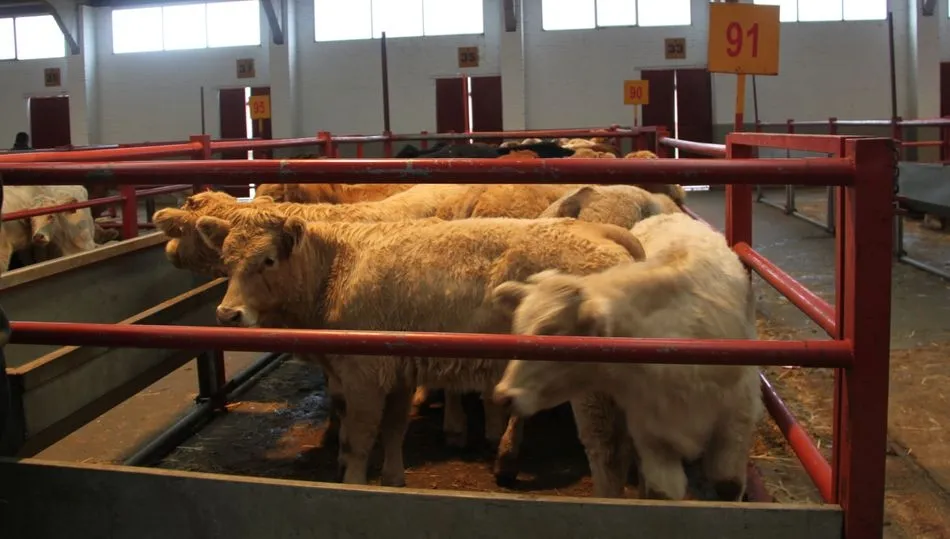 Floja asistencia en esta sesión del mercado de ganado