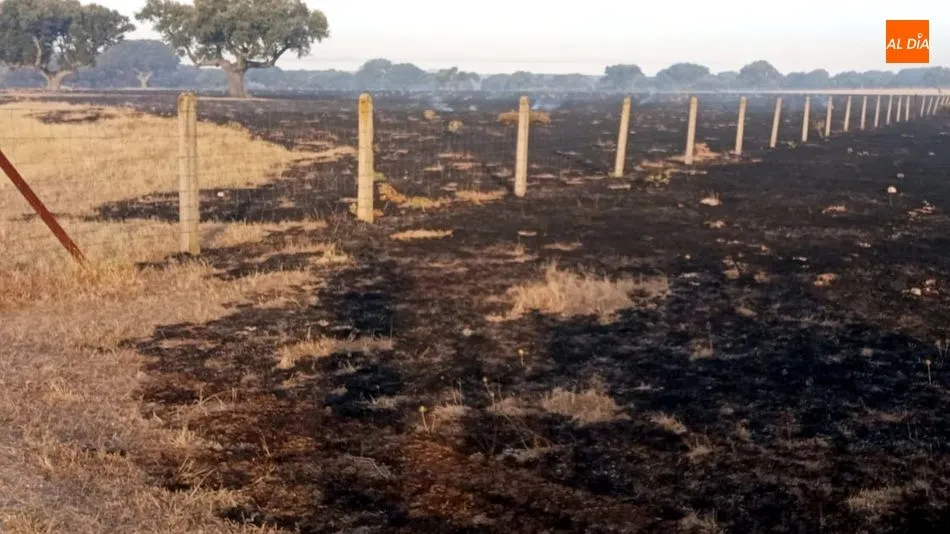 Foto 4 - Un nuevo incendio arrasa 100 hect&aacute;reas de pasto con arbolado en Cerralbo