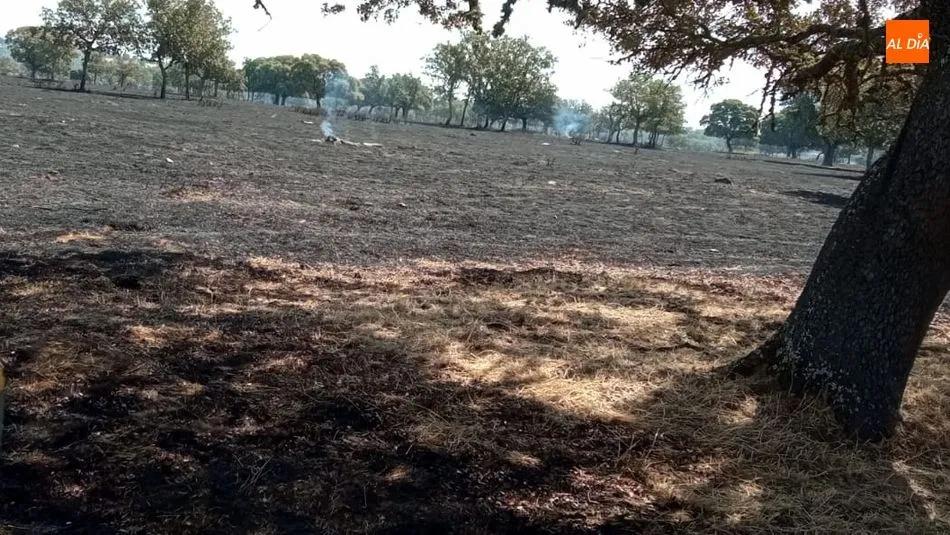 Foto 3 - Un nuevo incendio arrasa 100 hect&aacute;reas de pasto con arbolado en Cerralbo