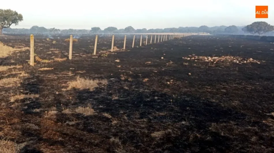 Foto 5 - Un nuevo incendio arrasa 100 hect&aacute;reas de pasto con arbolado en Cerralbo