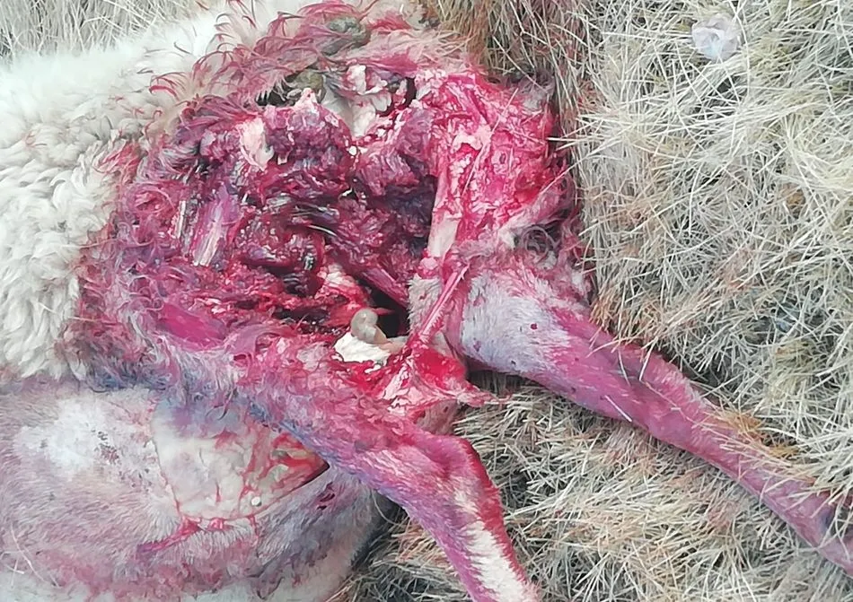 Foto 2 - El lobo reaparece en Cerezal de Pe&ntilde;ahorcada y deja dos ovejas muertas  