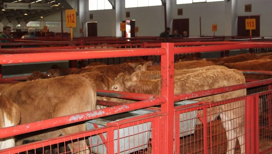 En el mercado de ganado se registraron 1.506 animales para vida