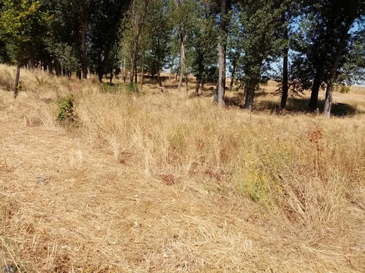 Foto 5 - El PP denuncia la situaci&oacute;n de suciedad y el riesgo de incendio en el parque El Inestal