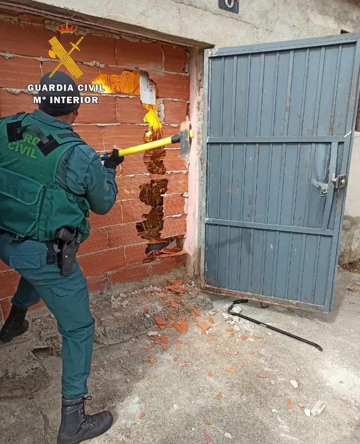 Foto 4 - Dos detenidos y 234 plantas de marihuana intervenidas en la redada de Ciudad Rodrigo