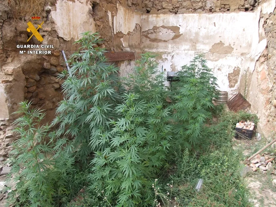 Foto 3 - Dos detenidos y 234 plantas de marihuana intervenidas en la redada de Ciudad Rodrigo