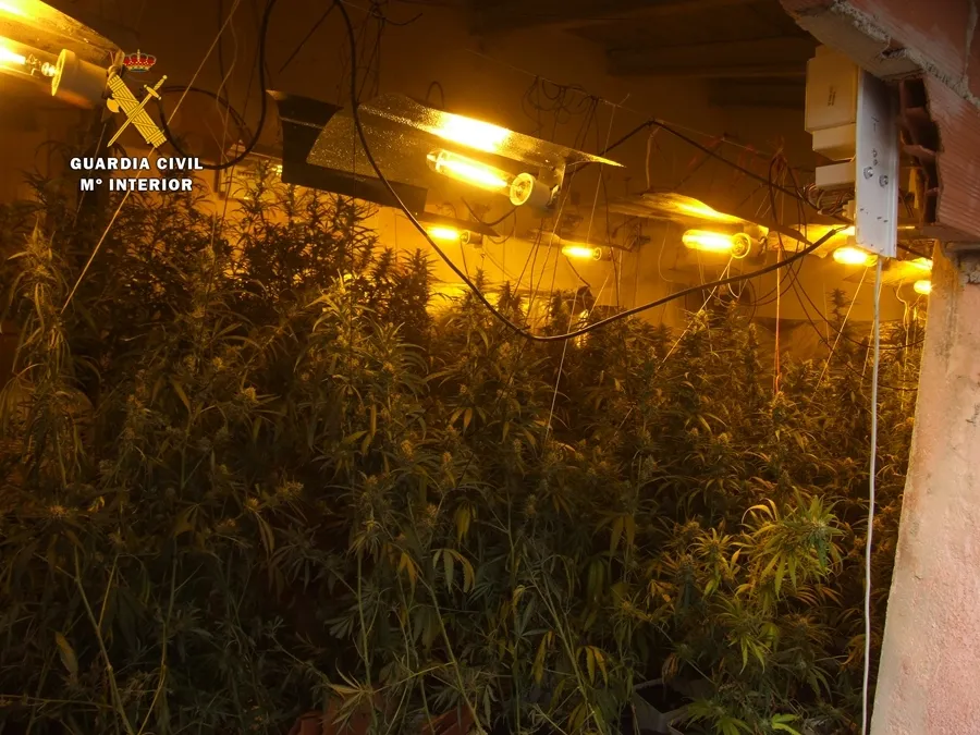 Foto 2 - Dos detenidos y 234 plantas de marihuana intervenidas en la redada de Ciudad Rodrigo