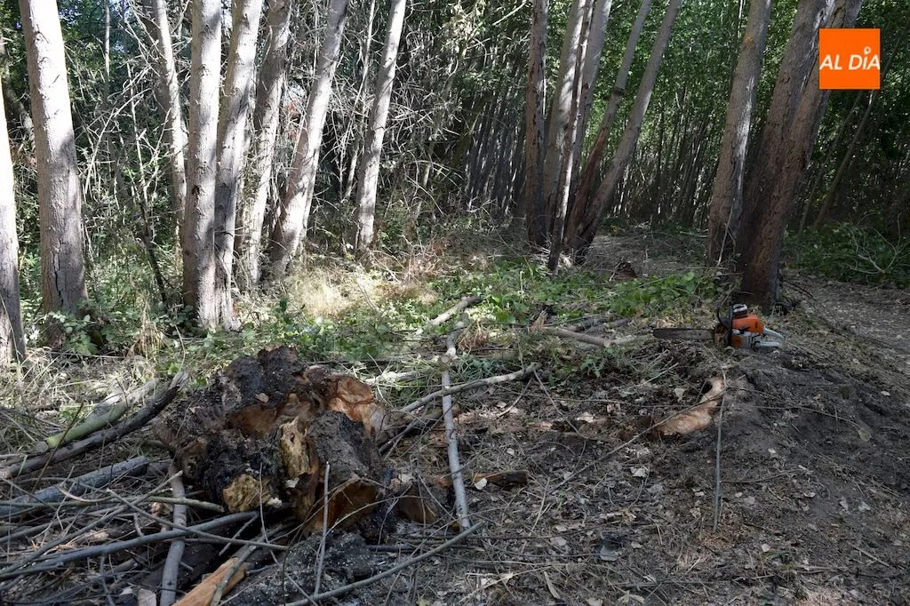 Foto 4 - La Diputaci&oacute;n de Salamanca limpia la Ace&ntilde;a del Quique y sus inmediaciones