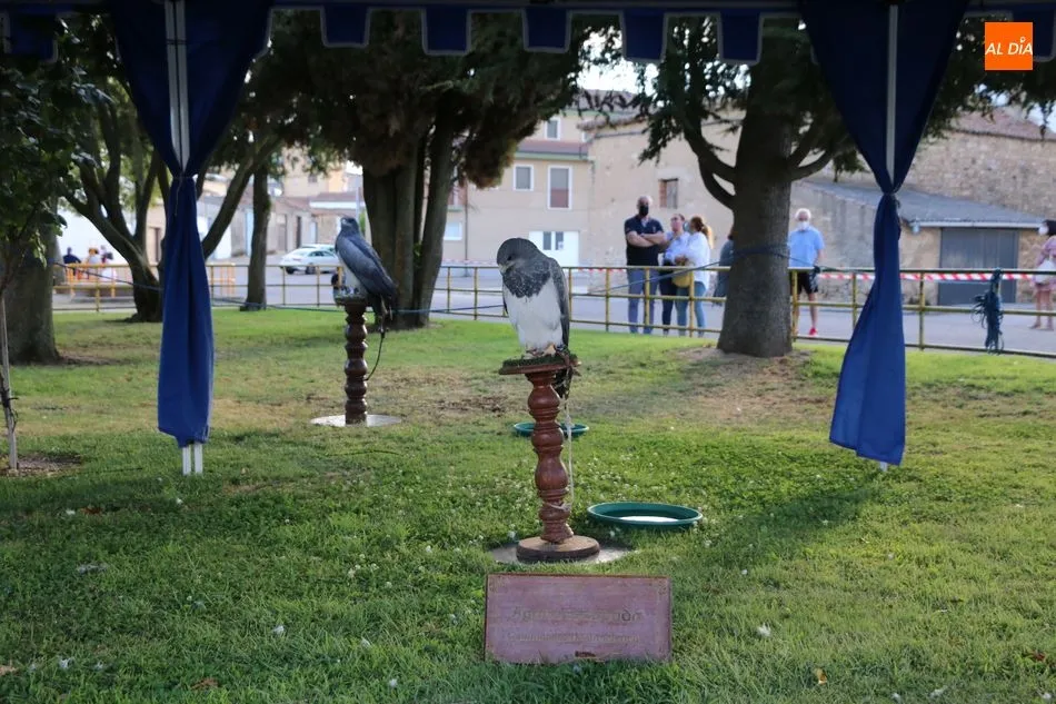 Foto 5 - Buena afluencia de p&uacute;blico en la Feria Medieval de Vitigudino  