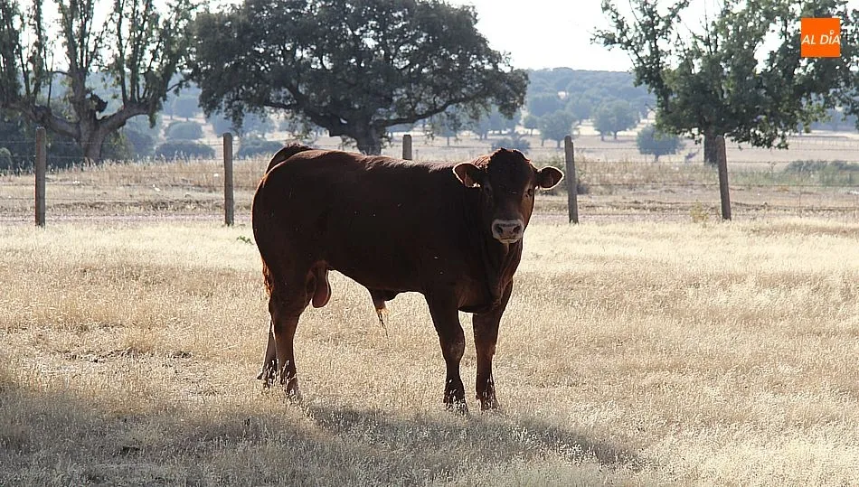 Nueva bajada del precio de la carne, en esta ocasión de añojos, erales y novillos