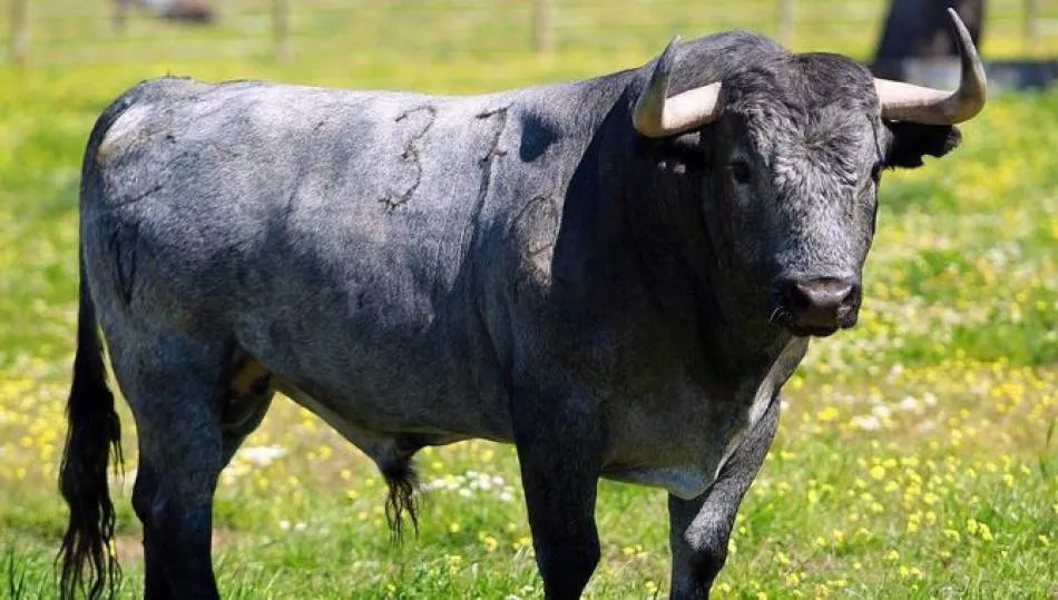 Más del 50 por ciento de la solicitudes se han presentado en la provincia de Salamanca que alcanza el 76 por ciento en las de cerdo ibérico y el 81 por ciento de raza de lidia