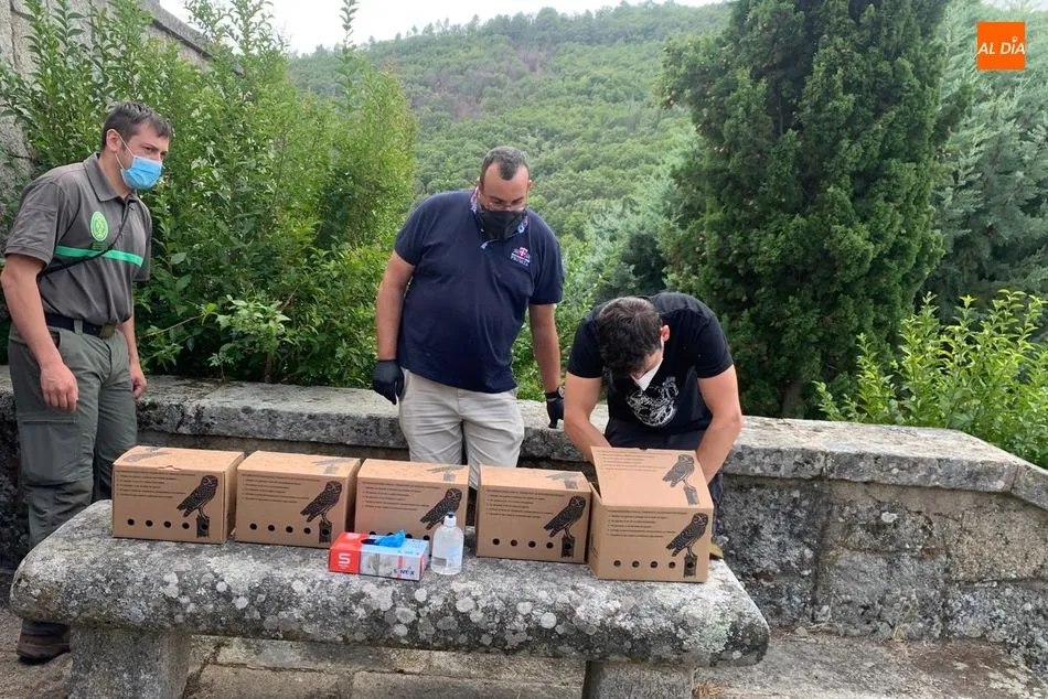 Foto 5 - Cinco cern&iacute;calos primilla son devueltos a la naturaleza en Monte Mario