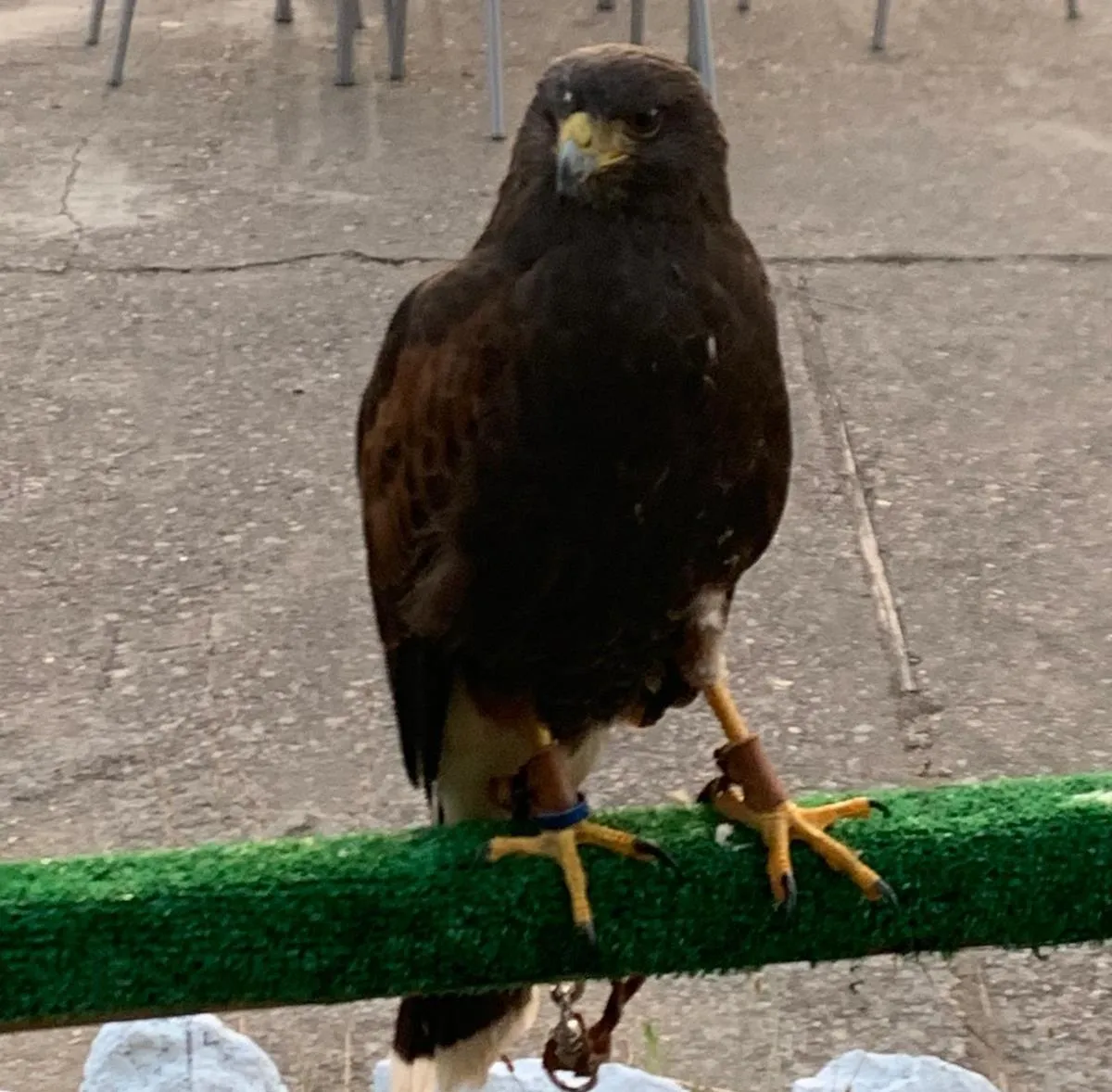 Foto 4 - El Paraje acoge una exhibici&oacute;n de aves rapaces  