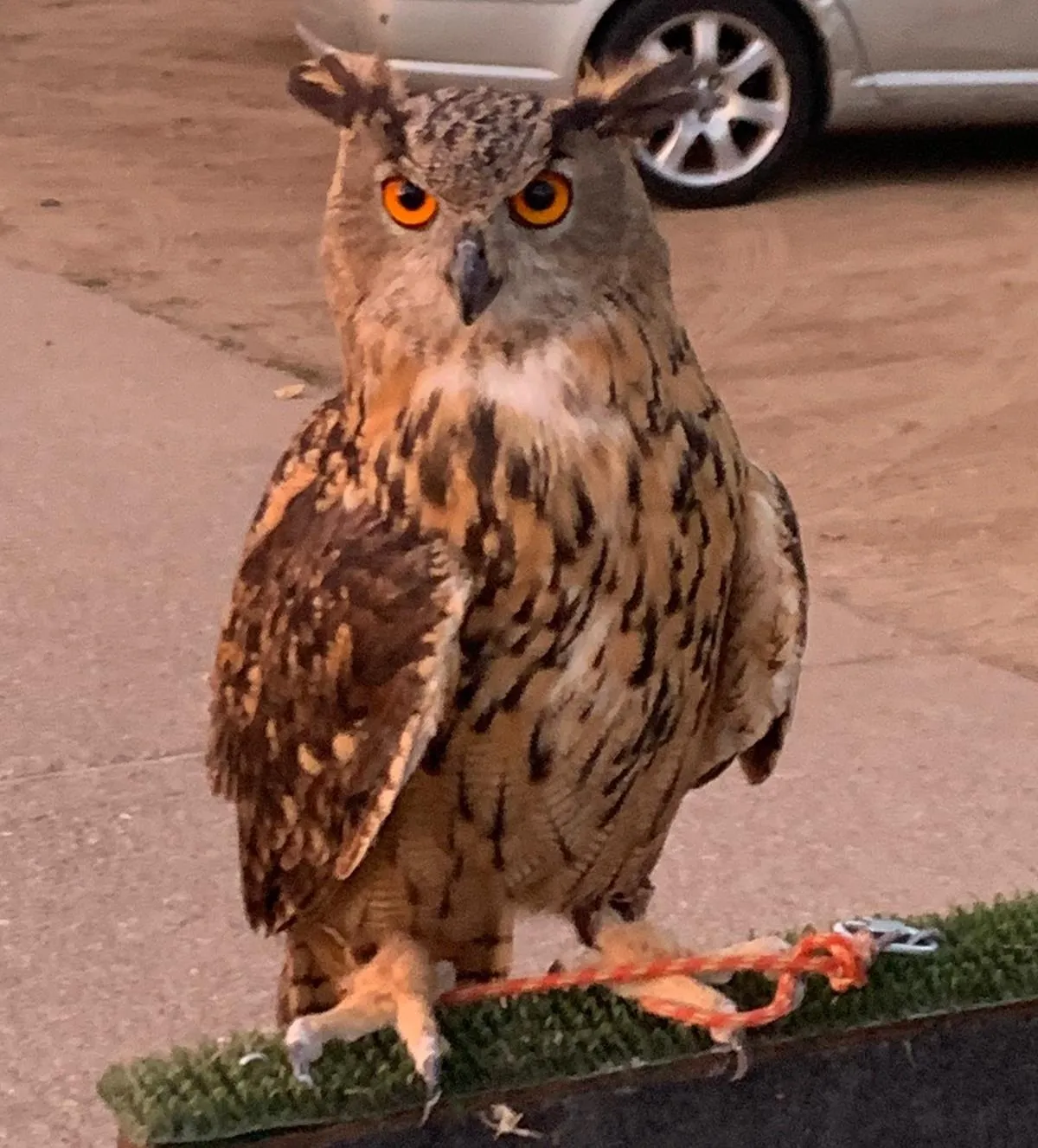Foto 2 - El Paraje acoge una exhibici&oacute;n de aves rapaces  