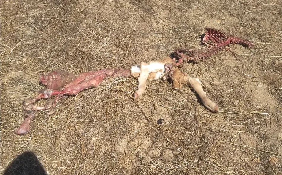 Restos de la ternera de ocho días de edad muerta en Cerezal de Puertas