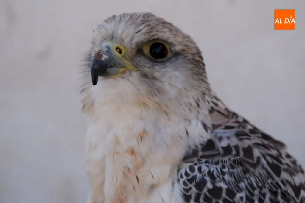 Foto 7 - Aereonatura, la perfecta alianza entre el hombre y las aves a trav&eacute;s de la cetrer&iacute;a