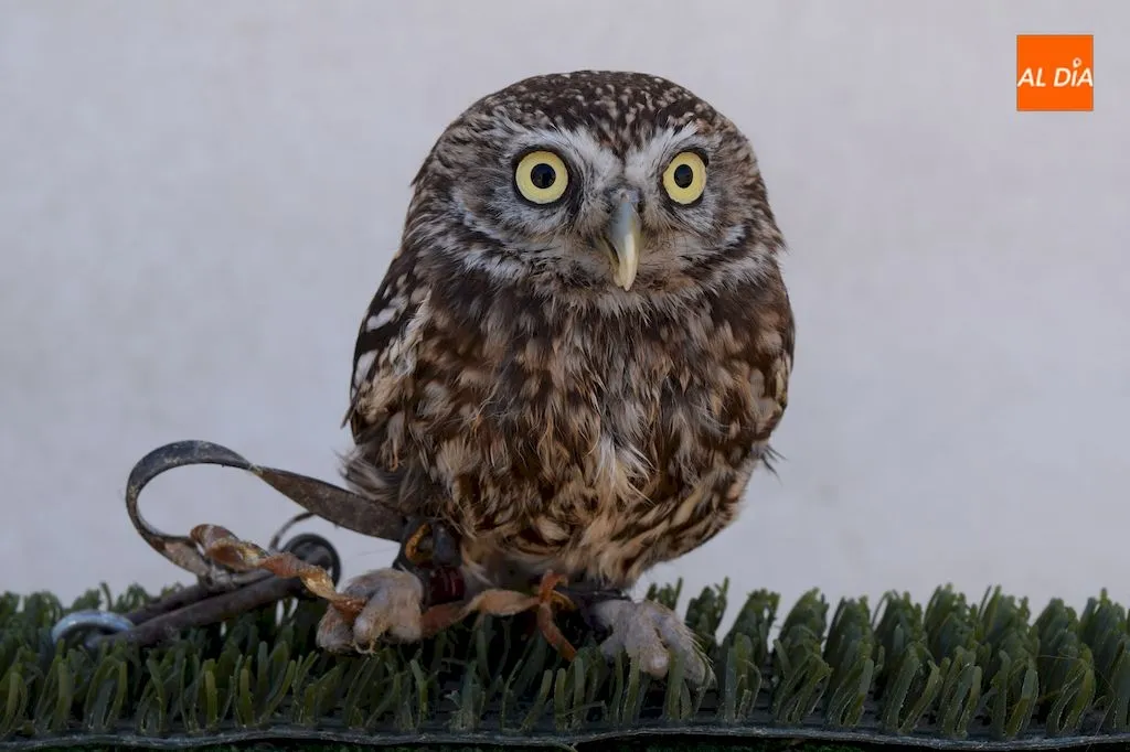 Foto 6 - Aereonatura, la perfecta alianza entre el hombre y las aves a trav&eacute;s de la cetrer&iacute;a