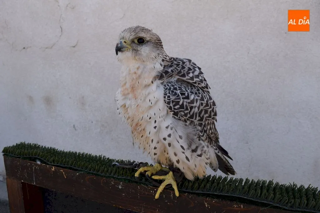Foto 4 - Aereonatura, la perfecta alianza entre el hombre y las aves a trav&eacute;s de la cetrer&iacute;a