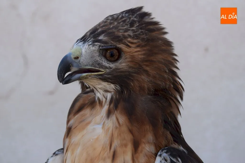 Foto 3 - Aereonatura, la perfecta alianza entre el hombre y las aves a trav&eacute;s de la cetrer&iacute;a