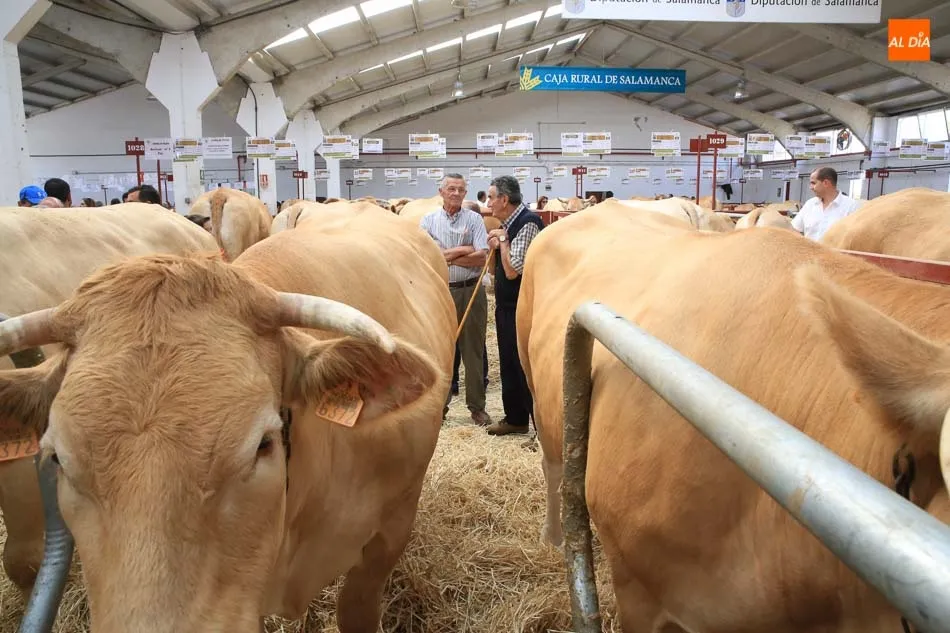 Imagen del mercado de ganados de Salamanca - Archivo