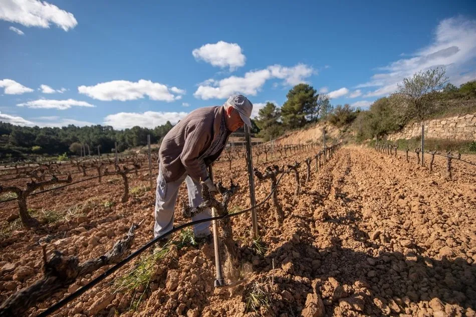 Agricultor en un viñedo. Foto: EP