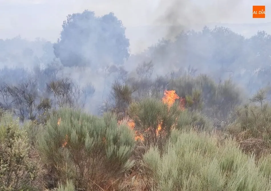 Foto 3 - Medios a&eacute;reos y terrestres luchan contra varios incendios en El Abadengo  