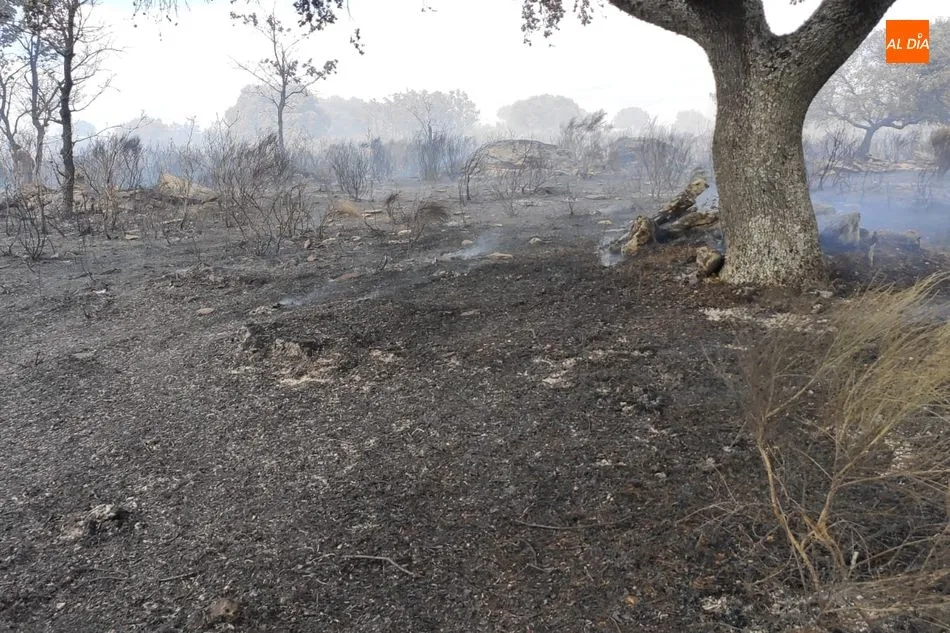 Foto 2 - Medios a&eacute;reos y terrestres luchan contra varios incendios en El Abadengo  