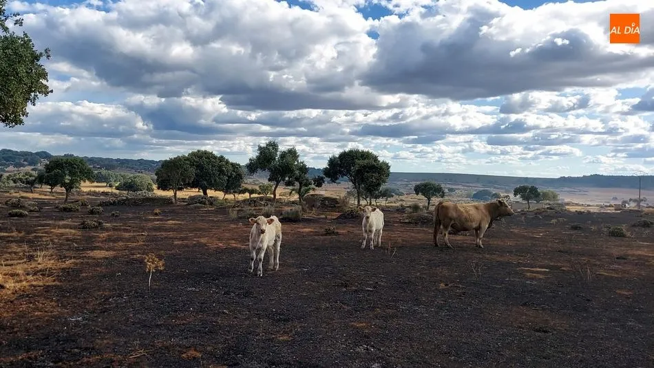 Foto 6 - Controlados los incendios de Ba&ntilde;ob&aacute;rez y Bermellar cuyas causas est&aacute;n por determinar
