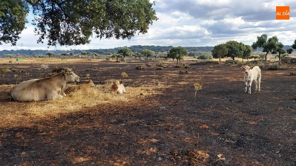 Foto 10 - Controlados los incendios de Ba&ntilde;ob&aacute;rez y Bermellar cuyas causas est&aacute;n por determinar