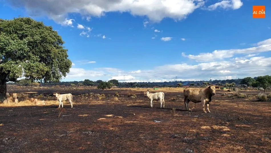 Foto 2 - Controlados los incendios de Ba&ntilde;ob&aacute;rez y Bermellar cuyas causas est&aacute;n por determinar