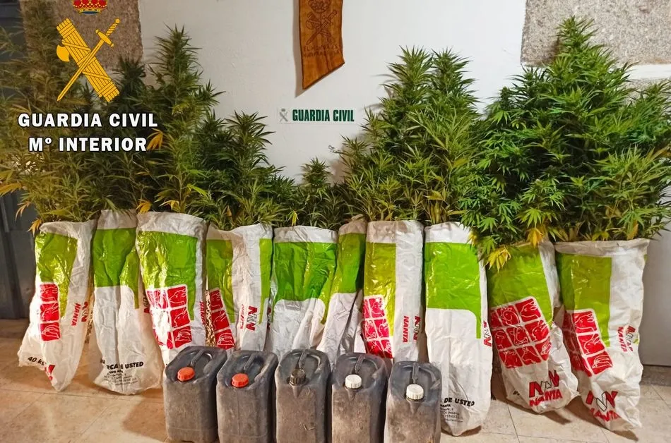 Plantas de marihuana incautadas por la Guardia Civil