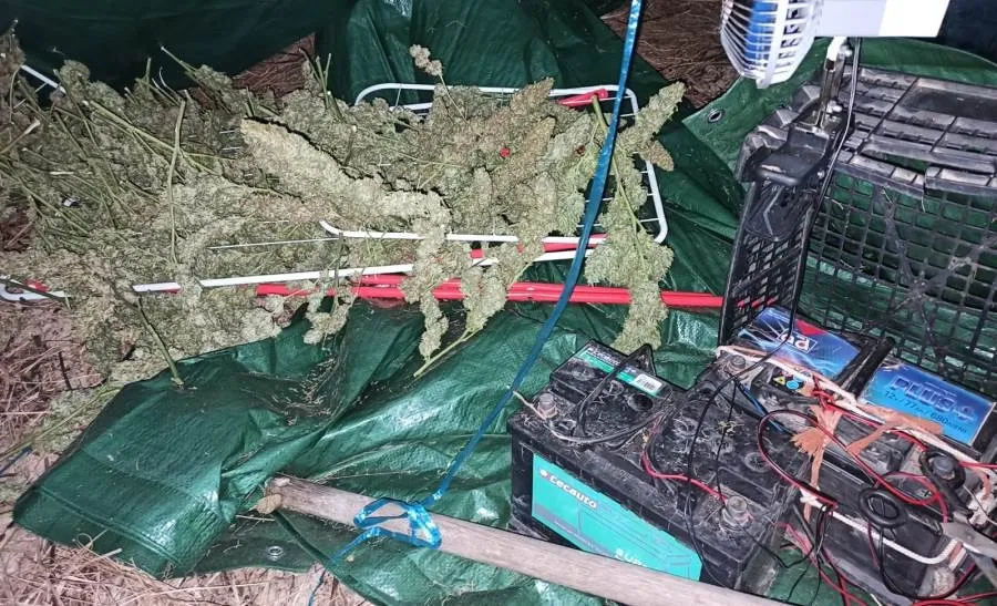 Plantación de marihuana localizada en esta operación  en Coto de Bornos (Cádiz). Foto Guardia Civil
