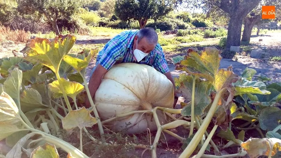 La calabaza gigante de Villarino aún se encuentra en desarrollo, por lo que a falta de un mes para que sea arrancada continuará en crecimiento